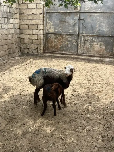 Qoyun — Heyvanlar, Quşlar, Balıqlar, Xırdalan