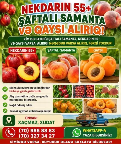 Elan — Meyvə və Giləmeyvə, Xaçmaz