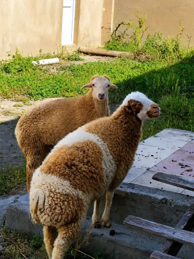 QUZU — Heyvanlar, Quşlar, Balıqlar, Bakı