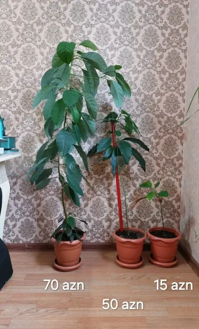 Avokado — Meyvə və Giləmeyvə, Bakı