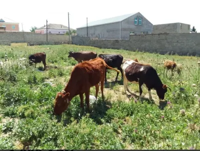 Dana — Heyvanlar, Quşlar, Balıqlar, Xırdalan