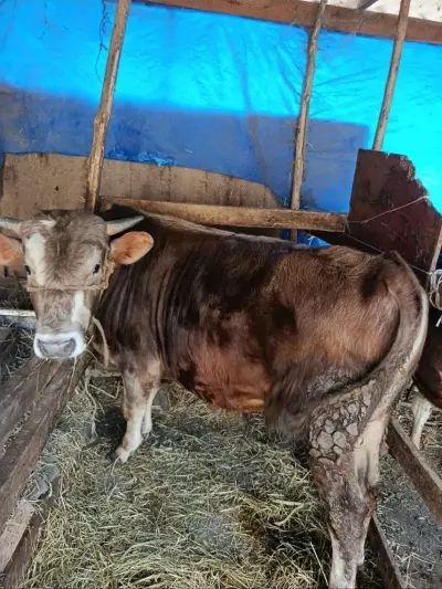 Dana — Heyvanlar, Quşlar, Balıqlar, Xaçmaz