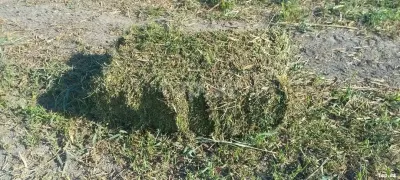 Yonca — Dənlilər, Otlar Yemlər,  Bitkilər, Xaçmaz — şəkil 3