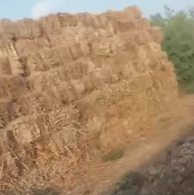 Hay bales — Grains, Herbs, Feed, Plants, Hajigabul — şəkil 2