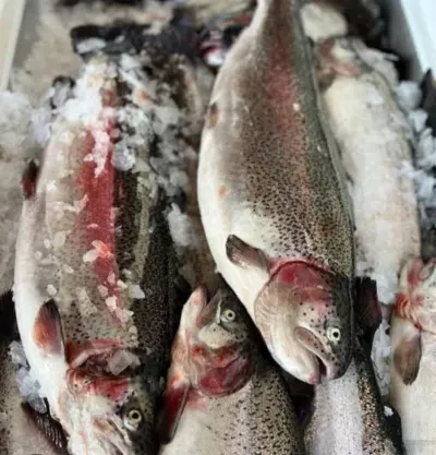 Forel — Heyvanlar, Quşlar, Balıqlar, Bakı