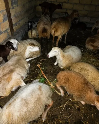 Qoyun — Heyvanlar, Quşlar, Balıqlar, Ucar — şəkil 2