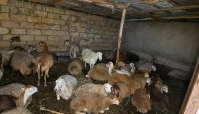 Qoyun — Heyvanlar, Quşlar, Balıqlar, Ucar