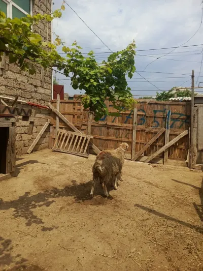 Quzu — Heyvanlar, Quşlar, Balıqlar, Xırdalan