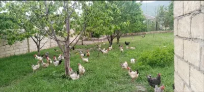 Toyuq — Heyvanlar, Quşlar, Balıqlar, Quba