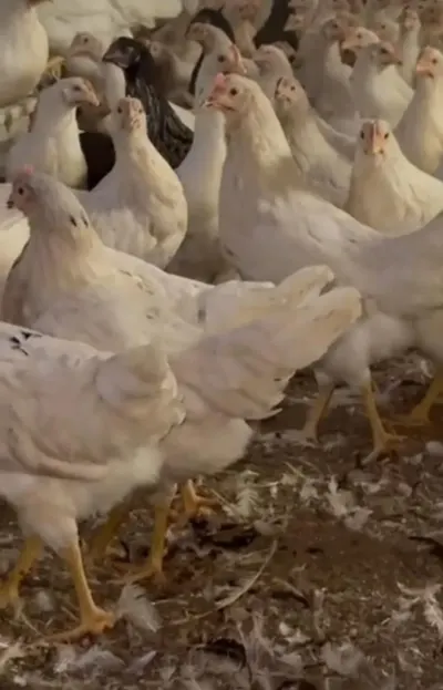 Cücə — Heyvanlar, Quşlar, Balıqlar, Bakı — şəkil 2