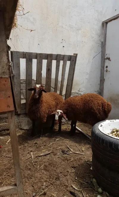 Quzu — Heyvanlar, Quşlar, Balıqlar, Bakı — şəkil 2