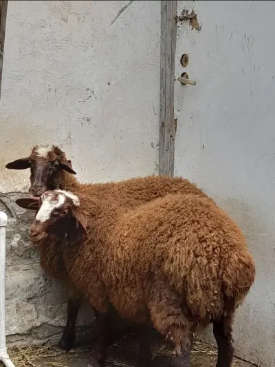 QUZU — Heyvanlar, Quşlar, Balıqlar, Bakı