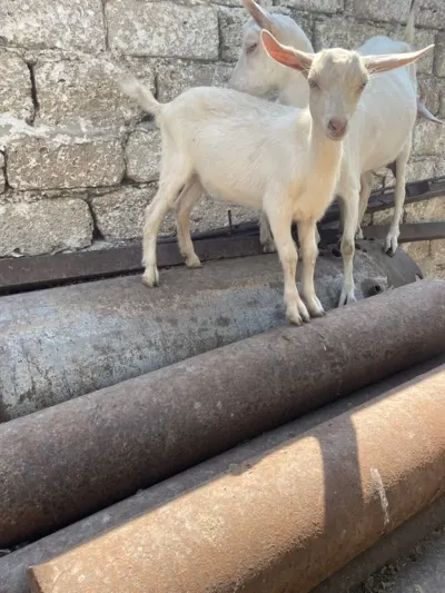 Keçi — Heyvanlar, Quşlar, Balıqlar, Bakı — şəkil 3