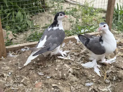Göyərçin — Heyvanlar, Quşlar, Balıqlar, Sumqayıt