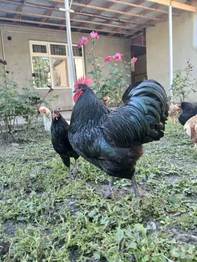 Xoruz — Heyvanlar, Quşlar, Balıqlar, Qax