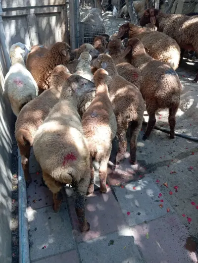 Quzu — Heyvanlar, Quşlar, Balıqlar, Xırdalan — şəkil 2