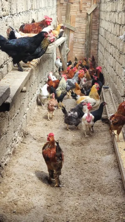 Toyuqlar — Heyvanlar, Quşlar, Balıqlar, Xırdalan