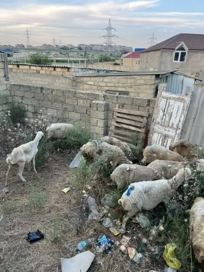 Qoyunlar — Heyvanlar, Quşlar, Balıqlar, Xırdalan — şəkil 3
