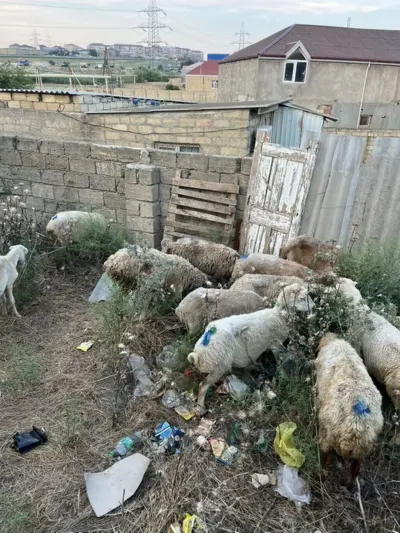 Qoyunlar — Heyvanlar, Quşlar, Balıqlar, Xırdalan — şəkil 2