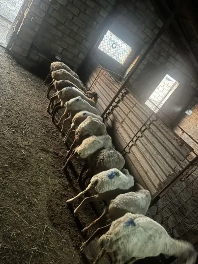 Qoyunlar — Heyvanlar, Quşlar, Balıqlar, Xırdalan