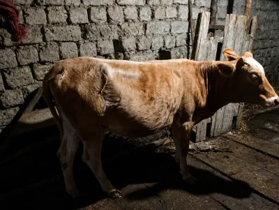 Düyə — Heyvanlar, Quşlar, Balıqlar, Quba — şəkil 2