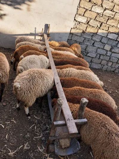 QUZU — Heyvanlar, Quşlar, Balıqlar, Bakı