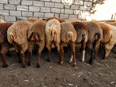 Quzu — Heyvanlar, Quşlar, Balıqlar, Bakı — şəkil 2