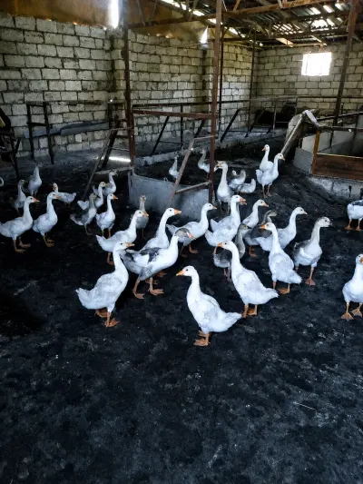 Qazlar — Heyvanlar, Quşlar, Balıqlar, Xaçmaz