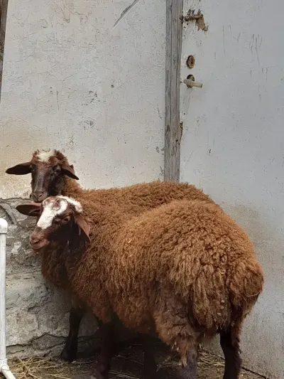 Quzu — Heyvanlar, Quşlar, Balıqlar, Xırdalan
