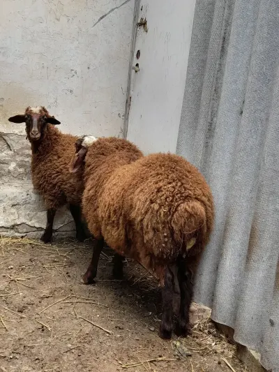 Quzu — Heyvanlar, Quşlar, Balıqlar, Xırdalan — şəkil 2