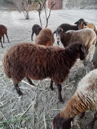 Qoyunlar — Heyvanlar, Quşlar, Balıqlar, Xırdalan