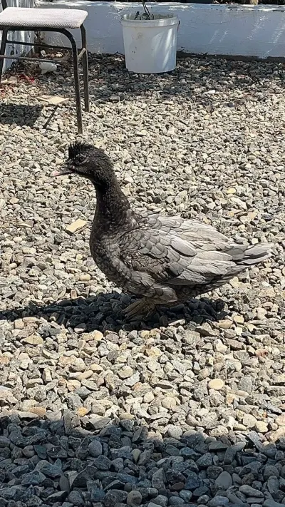 ÖRDƏK — Heyvanlar, Quşlar, Balıqlar, Lənkəran