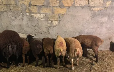 QUZU — Heyvanlar, Quşlar, Balıqlar, Bakı