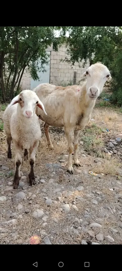 Qoyun — Heyvanlar, Quşlar, Balıqlar, Cəlilabad