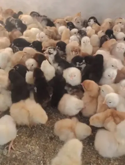 Cücə — Heyvanlar, Quşlar, Balıqlar, Tovuz