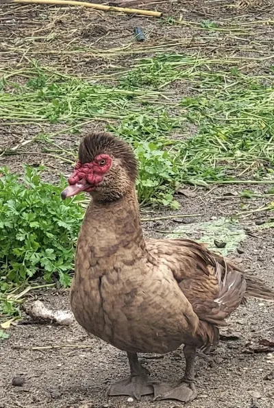 Ördək balası — Heyvanlar, Quşlar, Balıqlar, Xırdalan