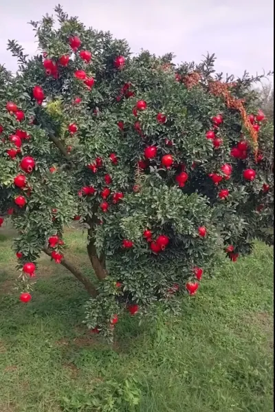 Nar tingi — Dənlilər, Otlar Yemlər,  Bitkilər, Sabirabad