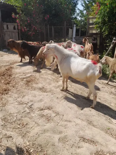 Keçilər — Heyvanlar, Quşlar, Balıqlar, Sumqayıt