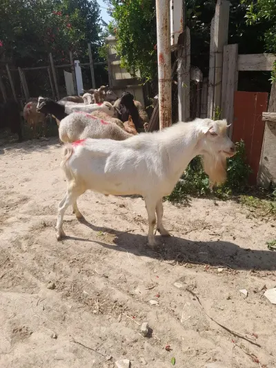 Keçilər — Heyvanlar, Quşlar, Balıqlar, Sumqayıt — şəkil 2
