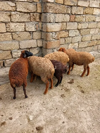 Quzu — Heyvanlar, Quşlar, Balıqlar, Xaçmaz