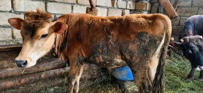 Dana — Heyvanlar, Quşlar, Balıqlar, Xudat — şəkil 2