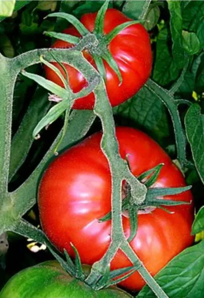 Pomidor — Tərəvəzlər və Göyərtilər, Ağdaş