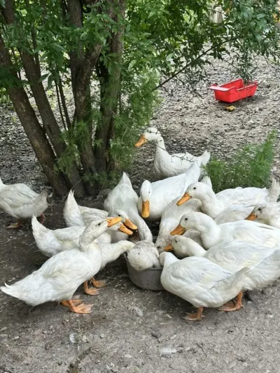 Ördək əti — Heyvanlar, Quşlar, Balıqlar, Mingəçevir