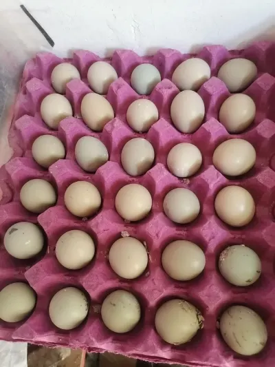 YUMURTA — Heyvanlar, Quşlar, Balıqlar, Xırdalan