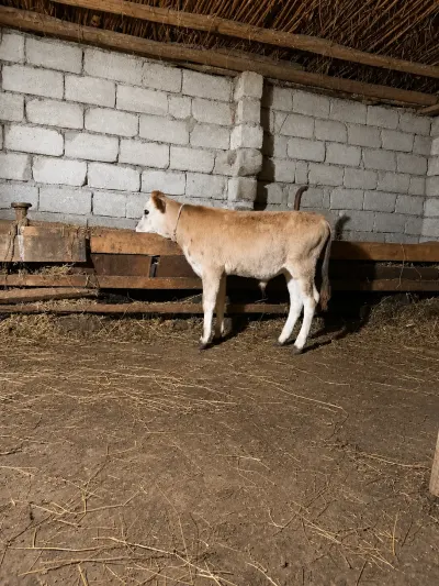 Cöngə — Heyvanlar, Quşlar, Balıqlar, Xaçmaz