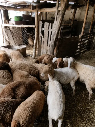 Quzular — Heyvanlar, Quşlar, Balıqlar, Qusar