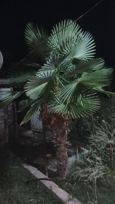 Palma ağacı — Dənlilər, Otlar Yemlər,  Bitkilər, Xaçmaz