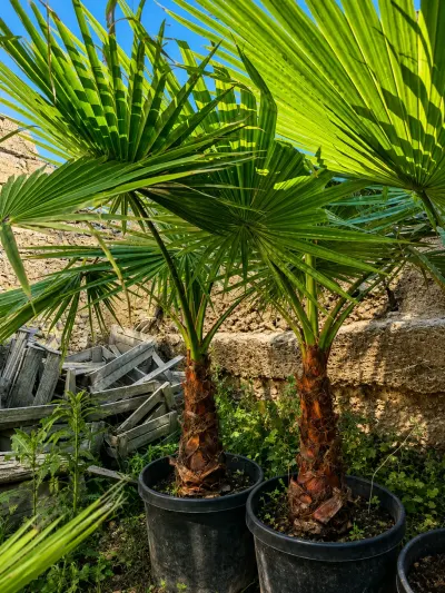 Palma tingi — Dənlilər, Otlar Yemlər,  Bitkilər, Bakı