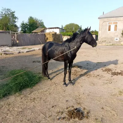 At — Heyvanlar, Quşlar, Balıqlar, Sabirabad