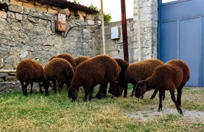 Quzular — Heyvanlar, Quşlar, Balıqlar, Bakı